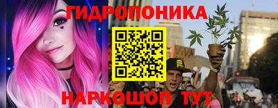 крисы Кингисепп